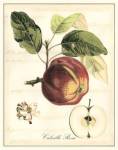 Tuscan Fruits I by Vision Studios