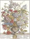 Twelve Months of Flowers, 1730/July by Robert Furber