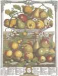 Twelve Months of Fruits, 1732/March by Robert Furber