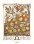 Twelve Months of Fruits, 1732/May by Robert Furber