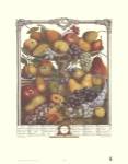 Twelve Months of Fruits, 1732/November by Robert Furber