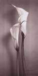 Twin Callas II by Kory Fluckiger