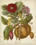 Twining Botanicals I by Elizabeth Twining