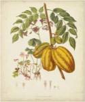 Twining Botanicals V by Elizabeth Twining