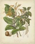 Twining Botanicals VI by Elizabeth Twining