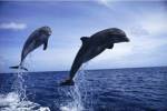 Two Bottle-nosed Dolphins jumping out of the water