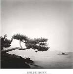 Two Branched Pine, Nakano Umi, Japan (24 x 24) by Rolfe Horn
