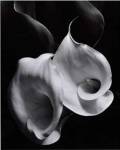 Two Callas by Imogen Cunningham