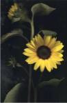 Two Sunflower Stems by Christina Florkowski
