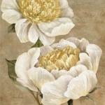 Up Close Cream Peony by Pamela Gladding