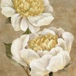 Up Close Cream Peony by Pamela Gladding