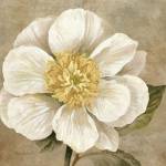 Up Close Cream Rose by Pamela Gladding
