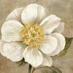 Up Close Cream Rose by Pamela Gladding