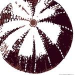 Urchin by Heidi Dobrott