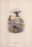 Urosticte Ruficrissa by John Gould