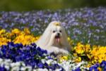 USA, California Maltese lying in flowers with yellow bow by Zandria Muench Beraldo / Danita Delimont
