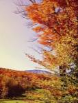 Vegas Autumn by Celia Kelly