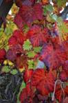 Velvet Leaves by Philippe Sainte-Laudy