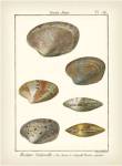 Venus Shells, Pl.281 by Denis Diderot