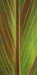 Verdant Trio I by Boyce Watt