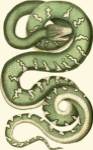 Vibrant Snake I by Frederick P. Nodder