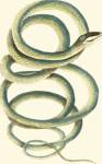 Vibrant Snake II by Frederick P. Nodder
