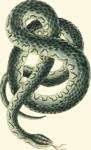 Vibrant Snake III by Frederick P. Nodder