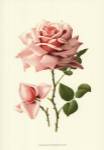 Victorian Rose I by R. Guillot