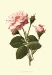 Victorian Rose II by R. Guillot