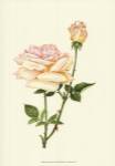 Victorian Rose IV by P. Seguin-Bertault