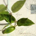 Vine Leaf by Deborah Schenck