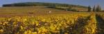 Vineyard on a landscape, Bourgogne, France by Panoramic Images