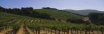 Vineyard on a landscape, Napa Valley, California, USA by Panoramic Images