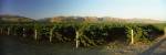 Vineyard on a landscape, Santa Ynez Valley, Santa Barbara County, California, USA by Panoramic Images
