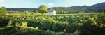 Vineyard Provence France by Panoramic Images