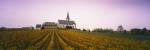 Vineyard with a church in the background, Hochheim, Rheingau, Germany by Panoramic Images