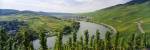 Vineyards along a river, Moselle River, Mosel-Saar-Ruwer, Germany by Panoramic Images