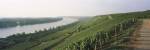 Vineyards along a river, Niersteiner Hang, Rhine River, Nackenheim, Mainz-Bingen, Rheinhessen, Rhineland-Palatinate, Germany by Panoramic Images