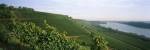 Vineyards along a river, Niersteiner Hang, Rhine River, Nackenheim, Mainz-Bingen, Rhineland-Palatinate, Rheinhessen, Germany by Panoramic Images