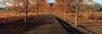 Vineyards along a road, Beaulieu Vineyard, Napa Valley, California, USA by Panoramic Images