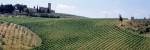 Vineyards and Olive Grove outside San Gimignano Tuscany Italy by Panoramic Images