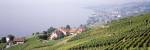 Vineyards, Lausanne, Lake Geneva, Switzerland by Panoramic Images