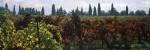 Vineyards with trees in the background, Apennines, Emilia-Romagna, Italy by Panoramic Images
