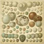 Vintage Bird Eggs I by Bert Meyers