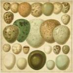 Vintage Bird Eggs II by Bert Meyers