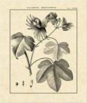 Vintage Botanical Study IV by Sellier