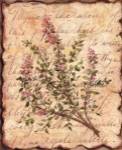 Vintage Herbs - Thyme by Constance Lael