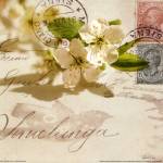 Vintage Letter and Apple Blossoms by Deborah Schenck