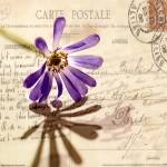 Vintage Letter and Purple Daisy by Deborah Schenck