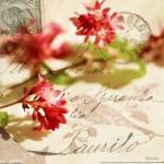 Vintage Letters and Pink Blossoms by Deborah Schenck